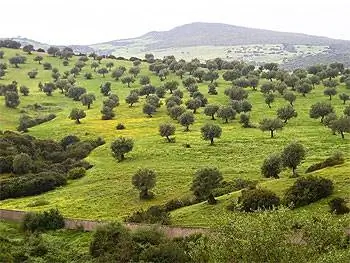 Рощи оливковых деревьев