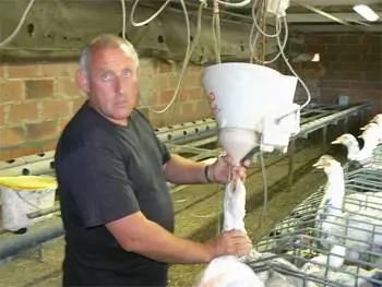 Фермер Бенуа кормит уток кукурузой в течение последних 20 дней их жизни, в процессе приготовления фуа-гра.