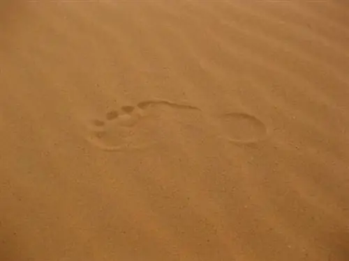 Скоро этот след забудут в Западной Сахаре.