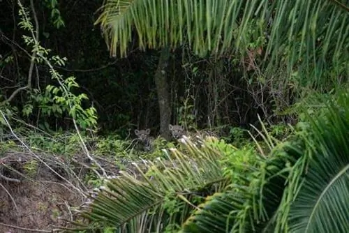 два детеныша ягуара в Пантанале.