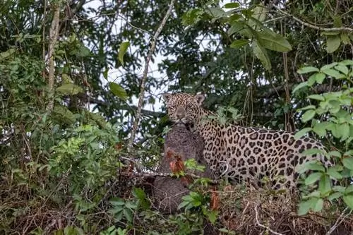 Прыгающий Джек Флэш