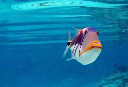 Taha'a Tahiti Trigger Fish