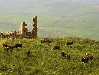 Коровы пасутся рядом с римскими руинами в Алжире. фото Тома Кута.