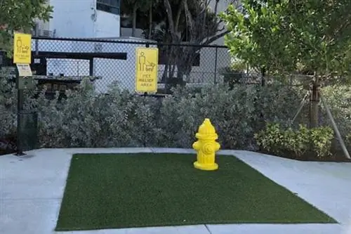 Станция помощи домашним животным