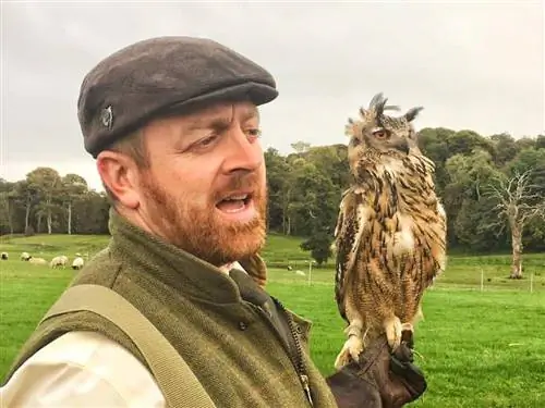 Джейсон Дизи из Apex Falconry с охотящейся совой в Westport House.