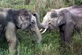 фото: www.elephants.net