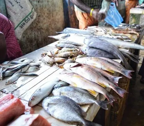 Pannai Fish Market - главный рыбный рынок в Джафне.