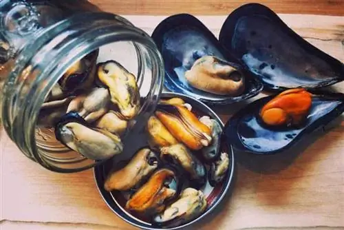 Дикие продукты Ньюфаундленда, которыми наслаждаются и делятся