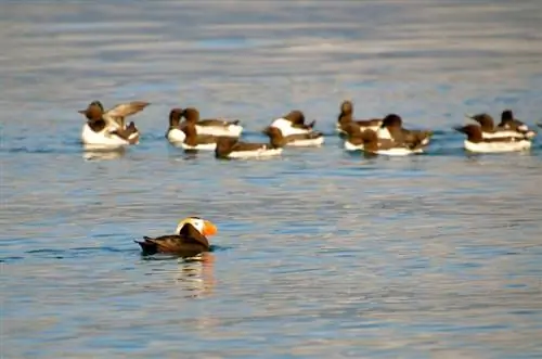 тупик и обыкновенная кайра Домик дикой природы Риджвуд на Аляске: ворота в приключения