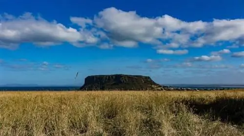 Орех с плоской вершиной в Стэнли, Тасмания, отличное место для прогулки. На фото Джошуа Клейтон.