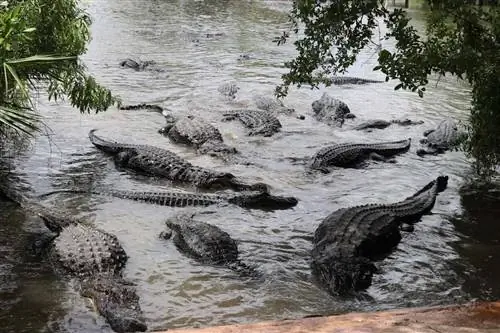 Аллигаторы собираются в Gator World в Киссимми, Флорида.