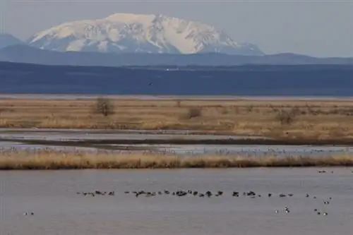 Пейзаж Ферто со Шнеебергом на заднем плане в Венгрии.