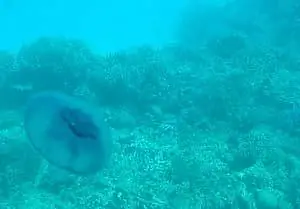 Жители Красного моря