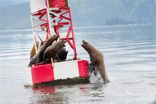Национальный лес Тонгасс на Аляске: походы и медведи