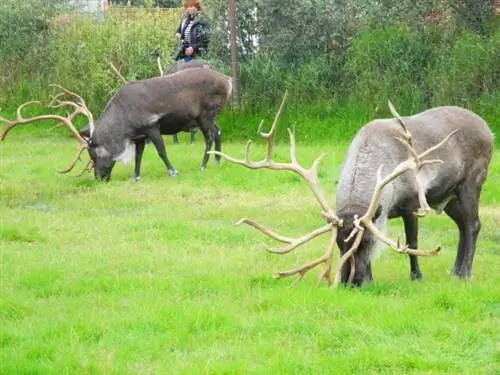 Карибу пасутся в Центре охраны дикой природы Аляски