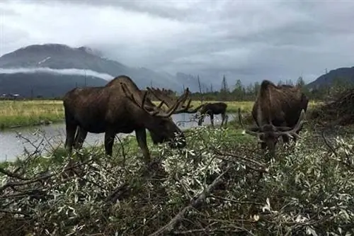 Лоси в Центре охраны дикой природы Аляски