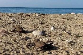 Маленькие черепашки бисса пробираются к морю на пляже Ямайки. Маленькие черепашки бисса пробираются к морю на пляже Ямайки.