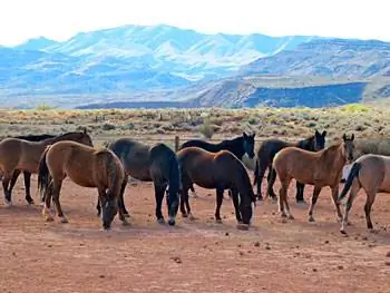 Дикие мустанги в магазине Windhorse Relations в Кайенте, штат Юта.