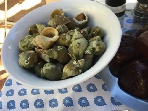 Улитки, було, улитки, как их там ни назови, в L'Auberge des Glycines, Porquerolles.