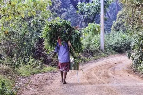 плантация кардамона