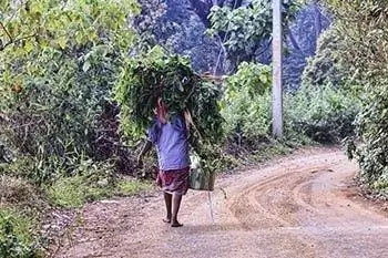 Поместье Уиндермир: плантация кардамона в Индии