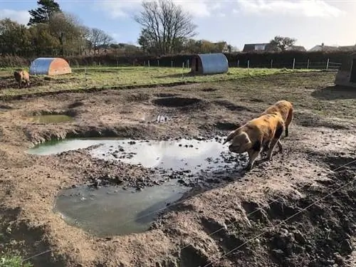 Фермы Уоллоу выращивают свиней породы Оксфорд песчаная и черная на Гернси.