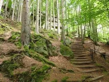 Лесная лестница в Эхтернахе, Люксембург. фотографии Сары Бартлсби.
