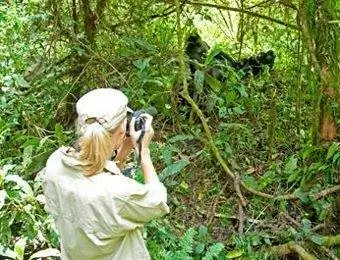 горилла в руанде