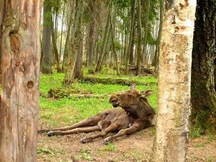 Лежачий лось на Лосиной ферме в Костроме, Россия. Фотографии Никиты Кривцова.