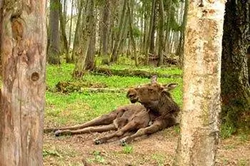 Россия: Посещение лосиного ранчо