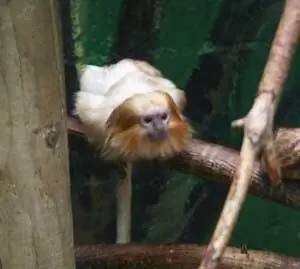 Тропический Карген в Лидсе