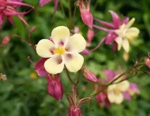 Цветы в Лидсе