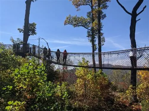 Treetop Skywalk Анакесты представляет собой серию взаимосвязанных платформ и висячих мостов на деревьях.