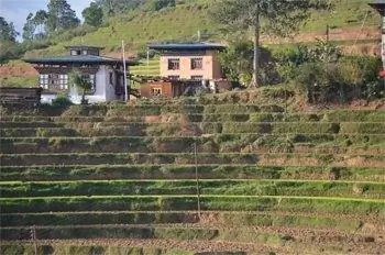 Террасные рисовые поля Бутана.