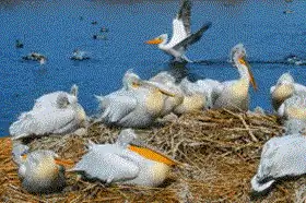 Пеликаны