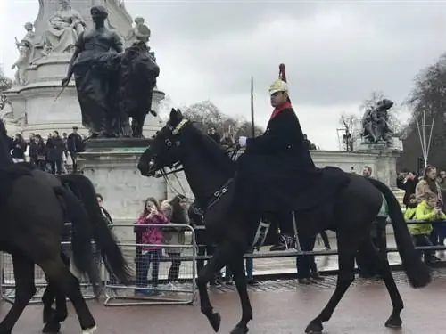 Лошадь и охрана патрулируют Букингемский дворец