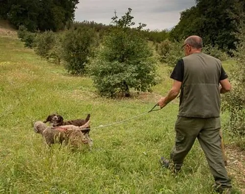 Брунелло Гальярдини, искусный охотник за трюфелями, отправляется в поле на поиски трюфелей со своими верными собаками.
