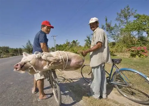 Велосипедное барбекю на Кубе