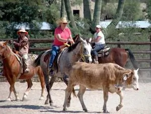 Вперед, маленькие собачки!