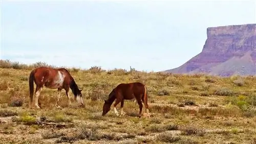 Пони в Северной Аризоне. На фото Дон Грэм.
