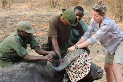Рэйчел МакРобб, ангел дикой природы.