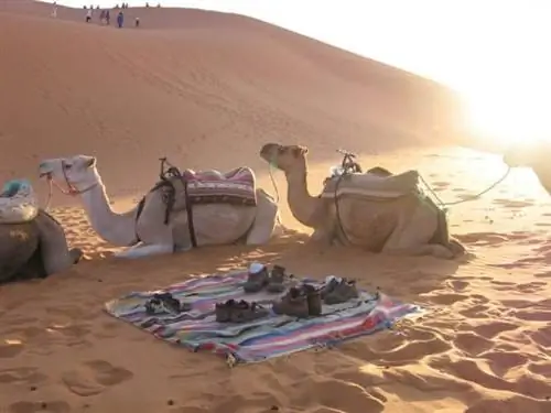 Верблюды обосновались в пустыне Марокко недалеко от Феса.