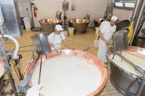 Consorzio Vacche Rosse Фабрика по производству сыра пармезан из красной коровы и молочная ферма недалеко от Реджо-Эмилии. Фотографии Хизер фон Барген