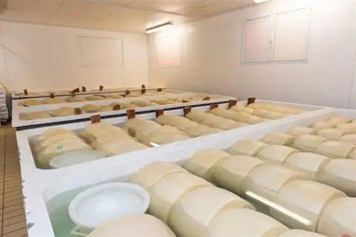 Сыры вымачиваются в рассоле в течение 20 дней.