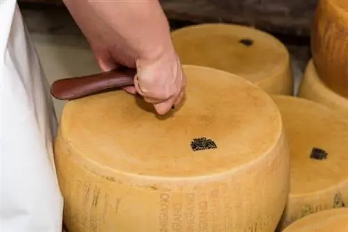 Пробуя сыр иголкой, Мастер Сыровар уверяет, что каждый из них идеален.