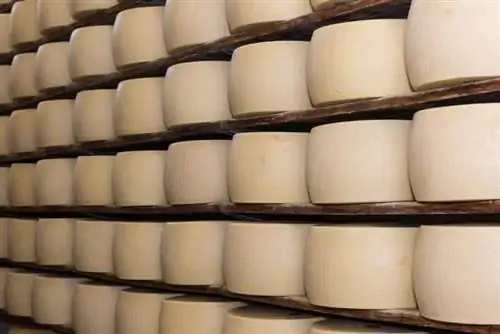 Колеса сыра стареют, а затем покрываются коркой и желтеют.