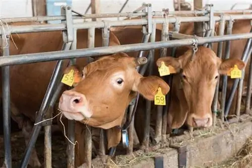 Parmigiano Reggiano Rosse: сыр от красных коров