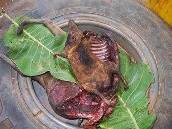 крыса на ужин