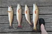 Красная рыба