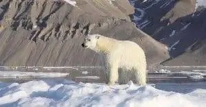 белый медведь Сермилик-фьорд